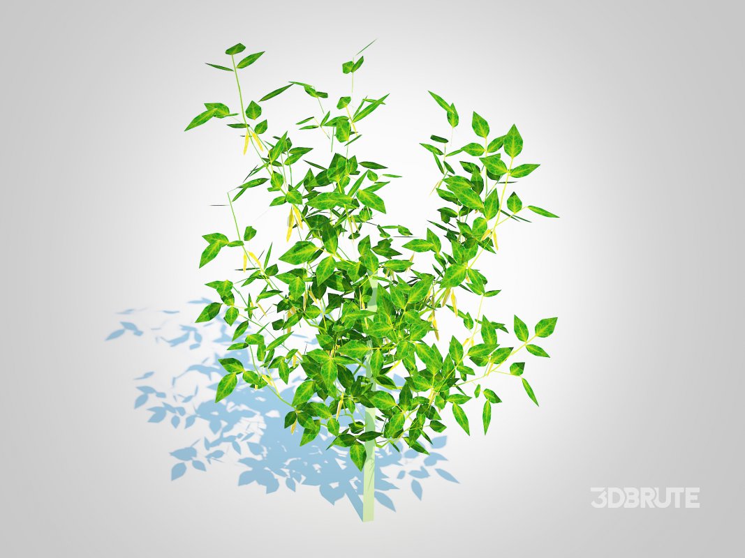 Chilli Pepper-yellow Image 2