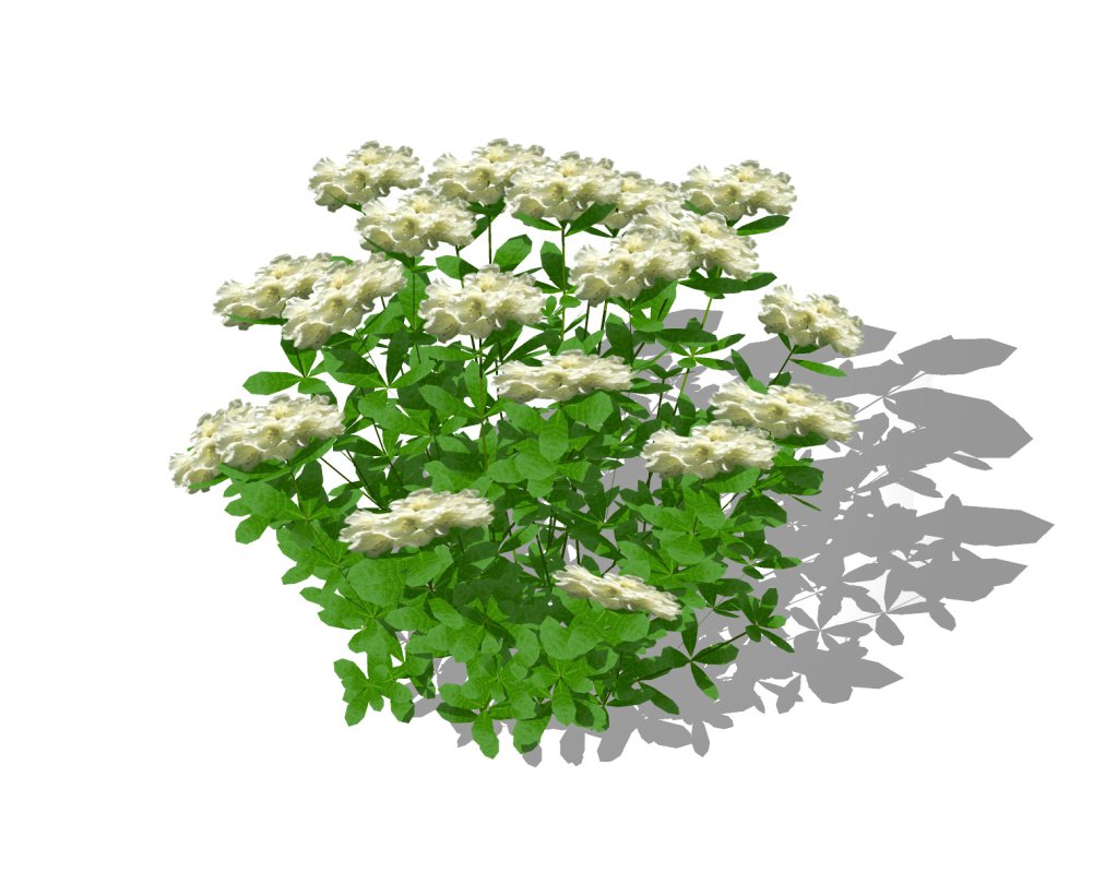 Azalea ( Orange, Pink, Red, White, Yellow) Image 4