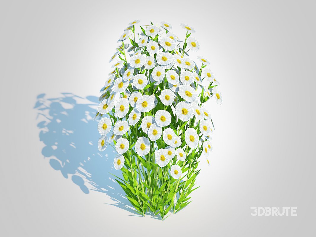 Aster novi-belgii – New York Aster – white Image 2