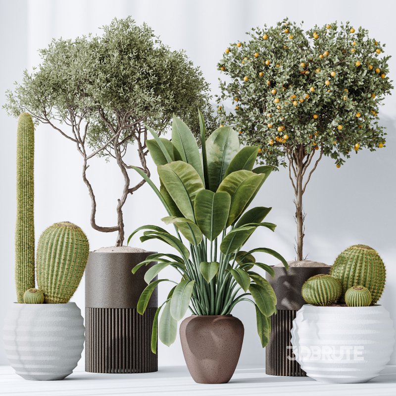 AV Indoor plants set 202 Cactus Grusonii Golden Barrel and Mandarin Citrus Fruit Orange and Mission Olive and Ficus Robusta Abidjan Image 6