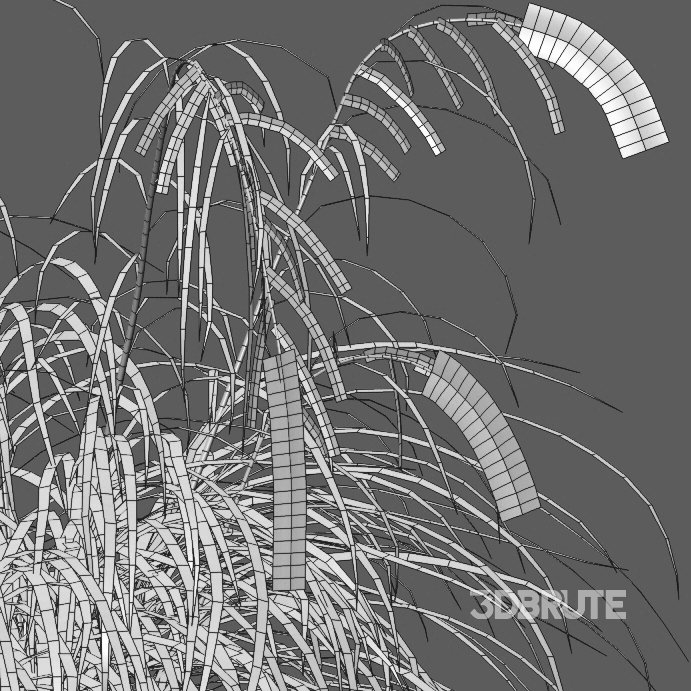 Carex pendula – Pendulous sedge -02 Image 3