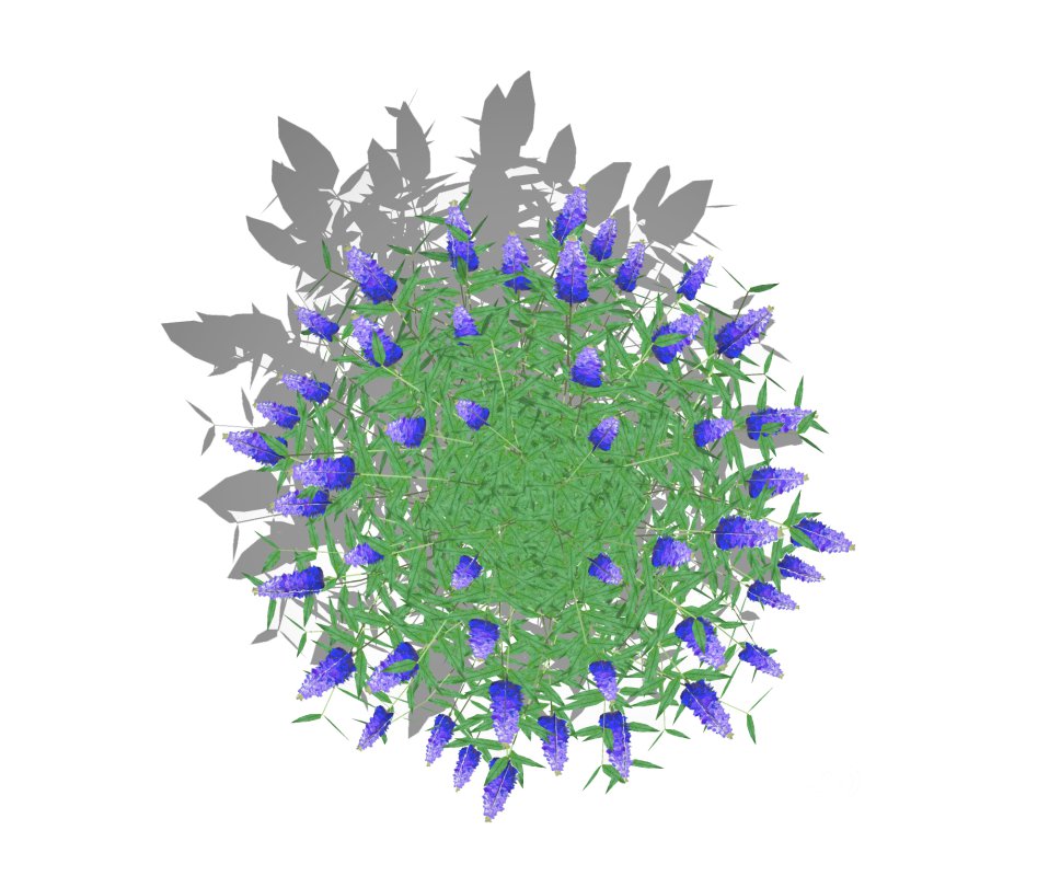 Buddleja Butterfly Bush Blue Image 4