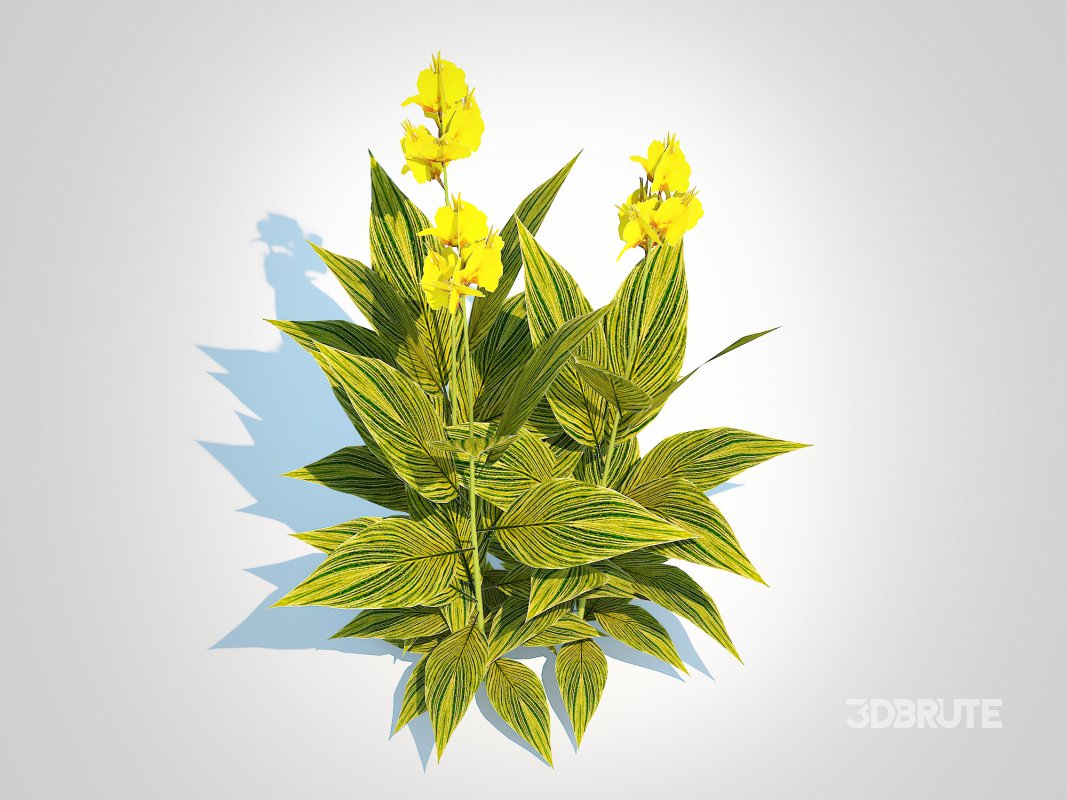 Canna – canna lily (green-yellow) Image 4