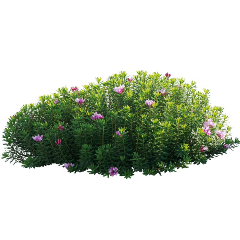 Daphne arbuscula – Shrubby daphne 02 Image 3