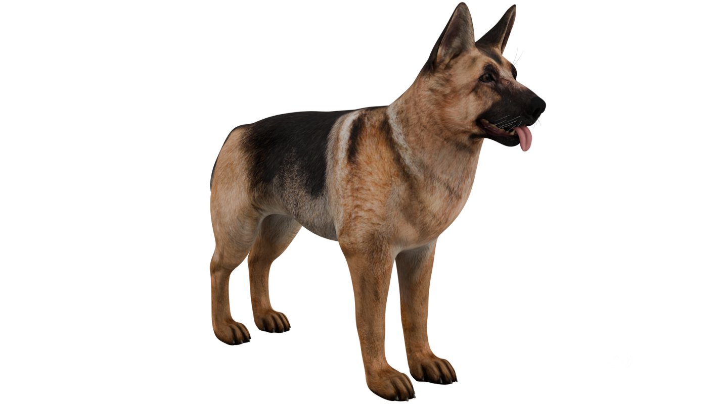 German Shepherd Image 6