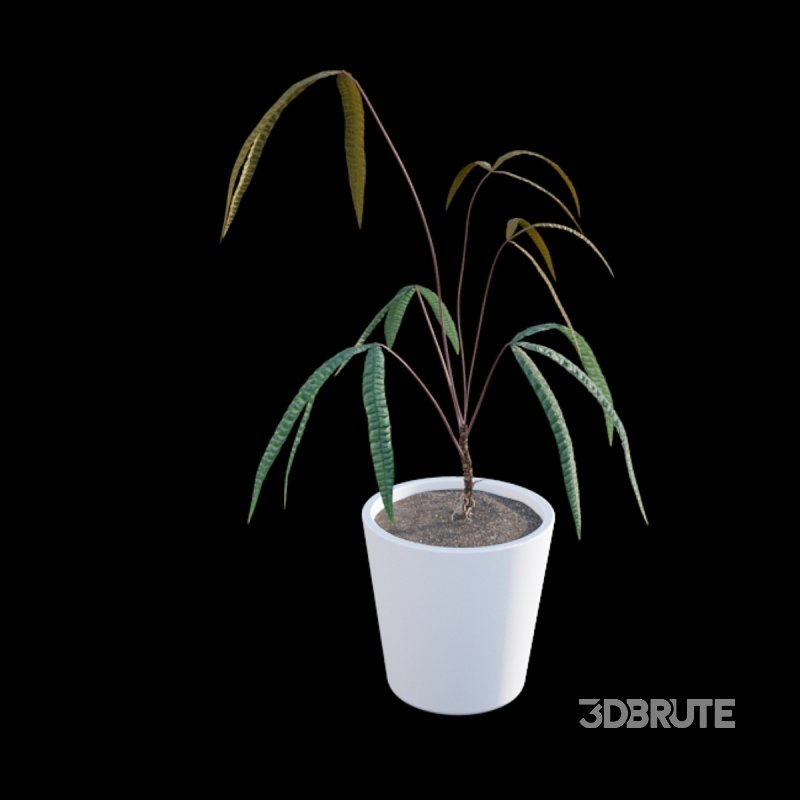 Anthurium cutucuense Image 6