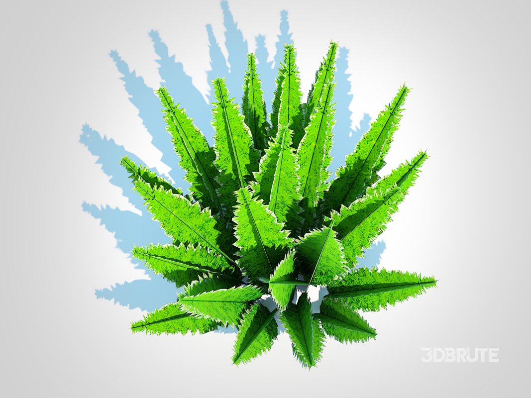 Asparagus densiflorus – Foxtail Fern Image 2