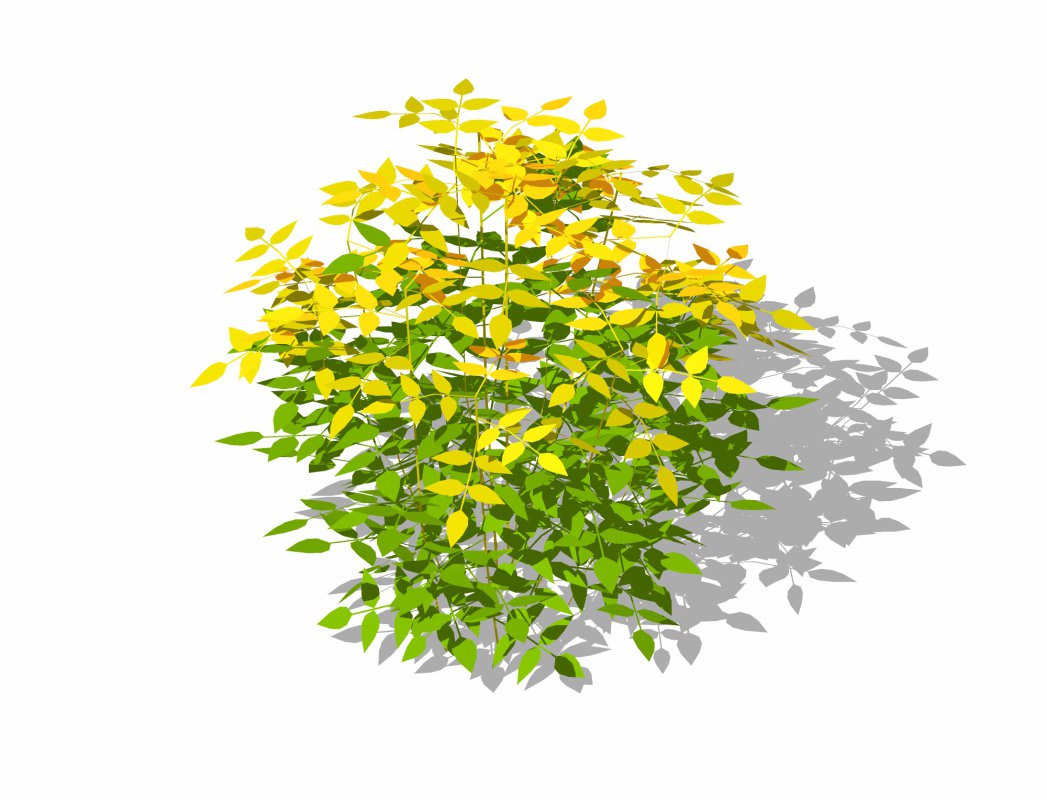 Nandina domestica-heavenly bamboo Image 1