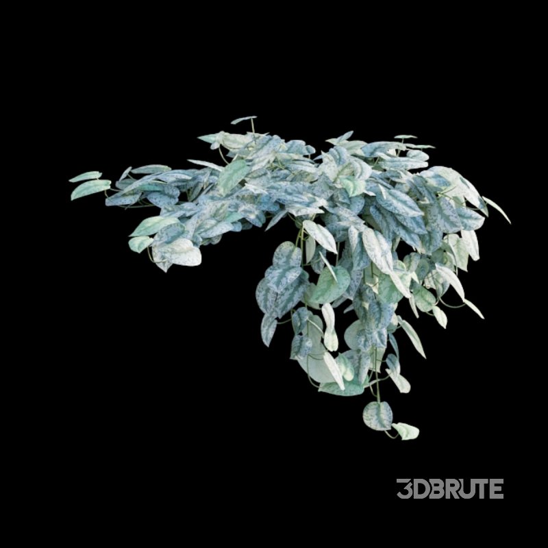 Scindapsus pictus – Satin Pothos Image 4