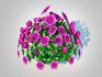 Chrysanthemum – Hardy Mum_purple - Thumbnail 1