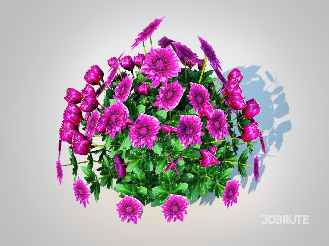 Chrysanthemum – Hardy Mum_purple Image 1