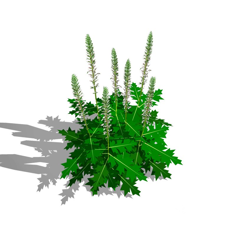 Acanthus Mollis Image 2