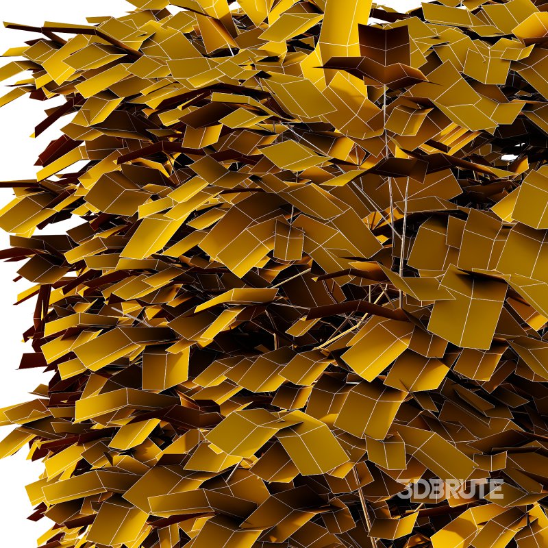 Carpinus Betulus Bush 02 Image 5