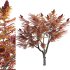 Rhus typhina – Staghorn Sumac 04 - Thumbnail 1
