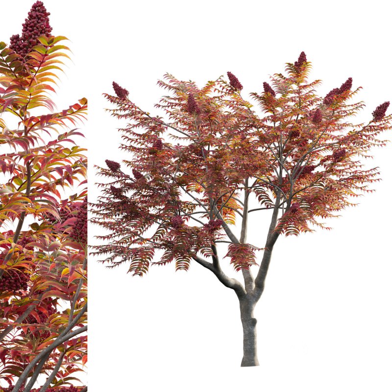 Rhus typhina – Staghorn Sumac 04 Image 1