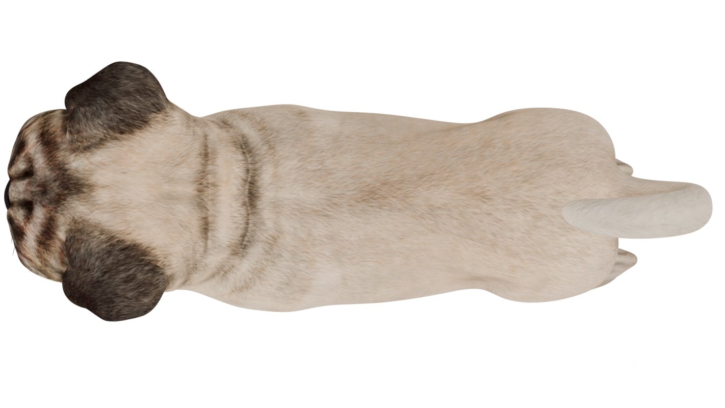 Pug Image 10