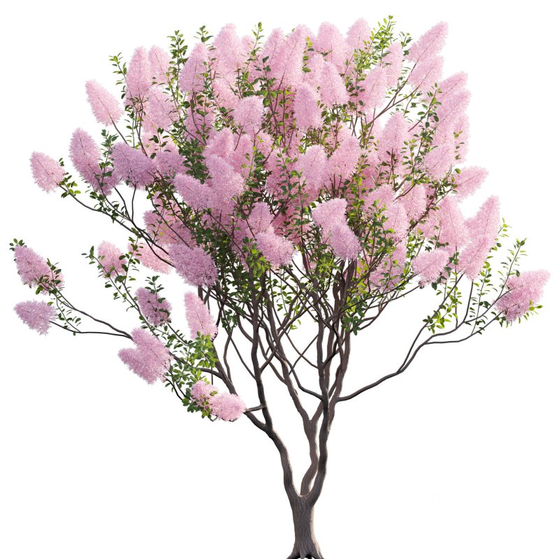 Cotinus coggygria – Smokebush 02 Image 2