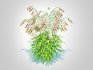 Chasmanthium latifolium – Northern Sea Oats - Thumbnail 4