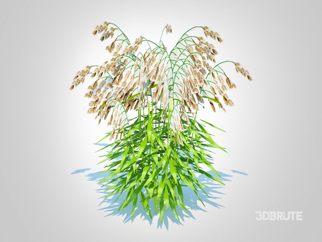 Chasmanthium latifolium – Northern Sea Oats Image 4
