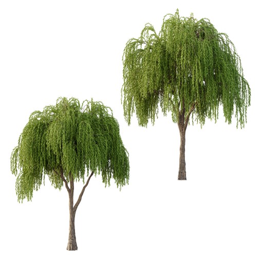 Weeping Willow Tree 04