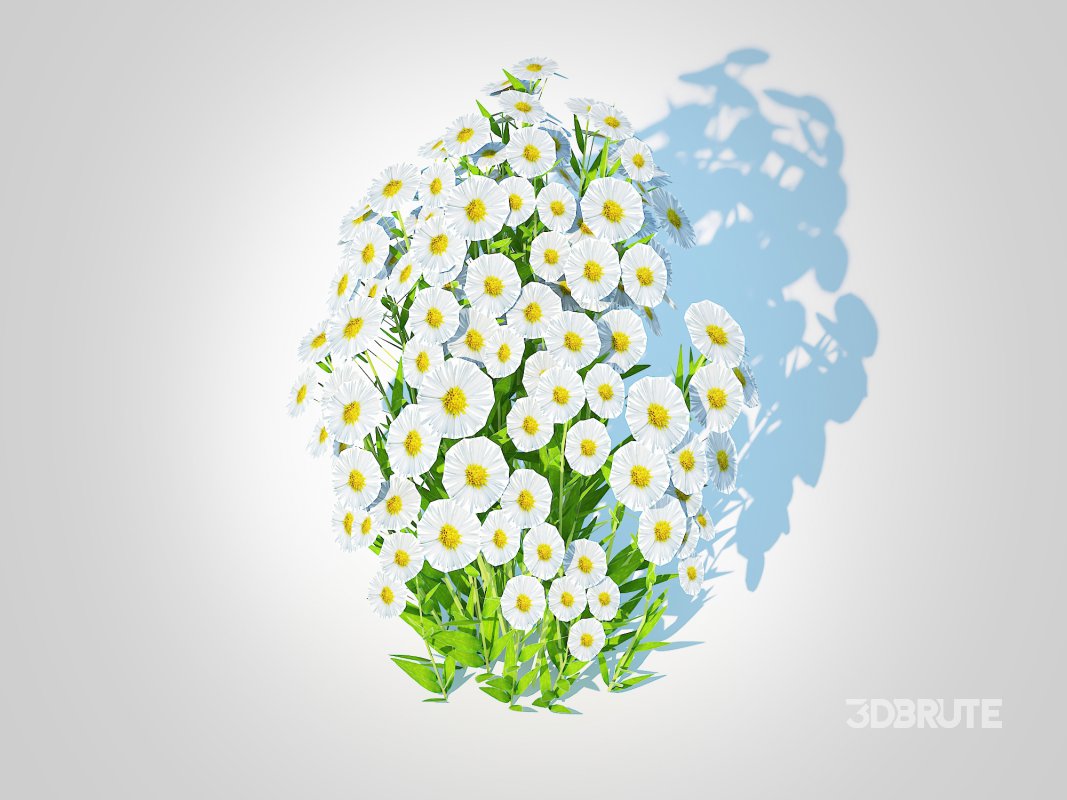 Aster novi-belgii – New York Aster – white Image 5