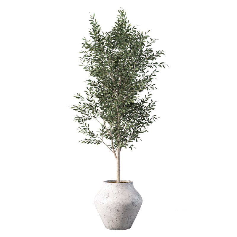 Olive Tree Indoor Plant Set.23 Image 2