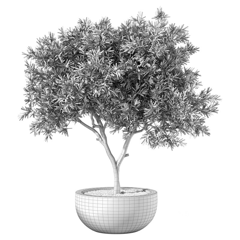 Olive Tree Indoor Plant Set.4 Image 4