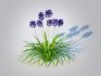 Agapanthus Africanus-dwarf-blue - Thumbnail 3