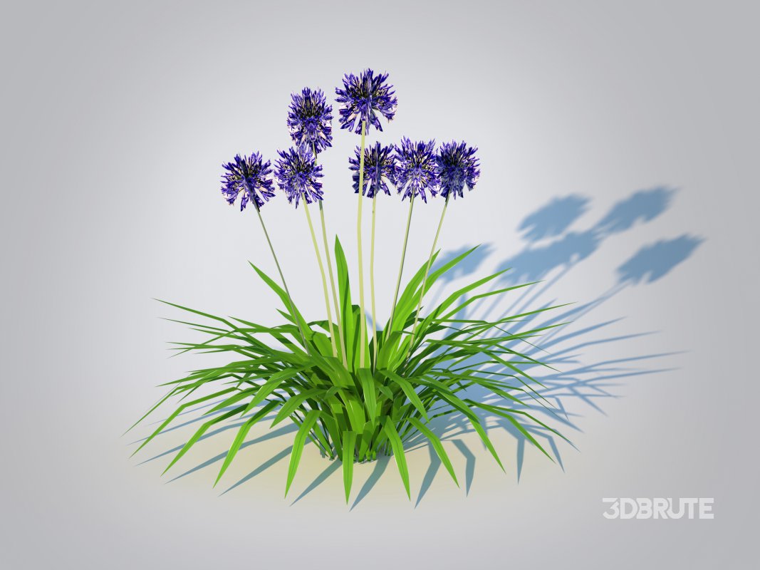 Agapanthus Africanus-dwarf-blue Image 3