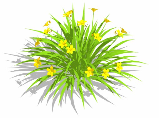 Hemerocallis