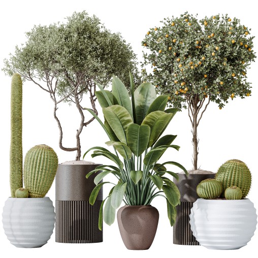 AV Indoor plants set 202 Cactus Grusonii Golden Barrel and Mandarin Citrus Fruit Orange and Mission Olive and Ficus Robusta Abidjan