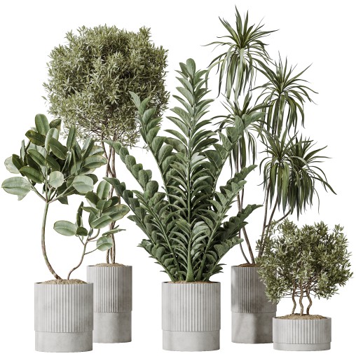 AV Indoor plants set 198 Arbequina Olive and Lemon Lime Cane Dragon and Zamiifolia Aracea and Ficus Elastica Abidjan