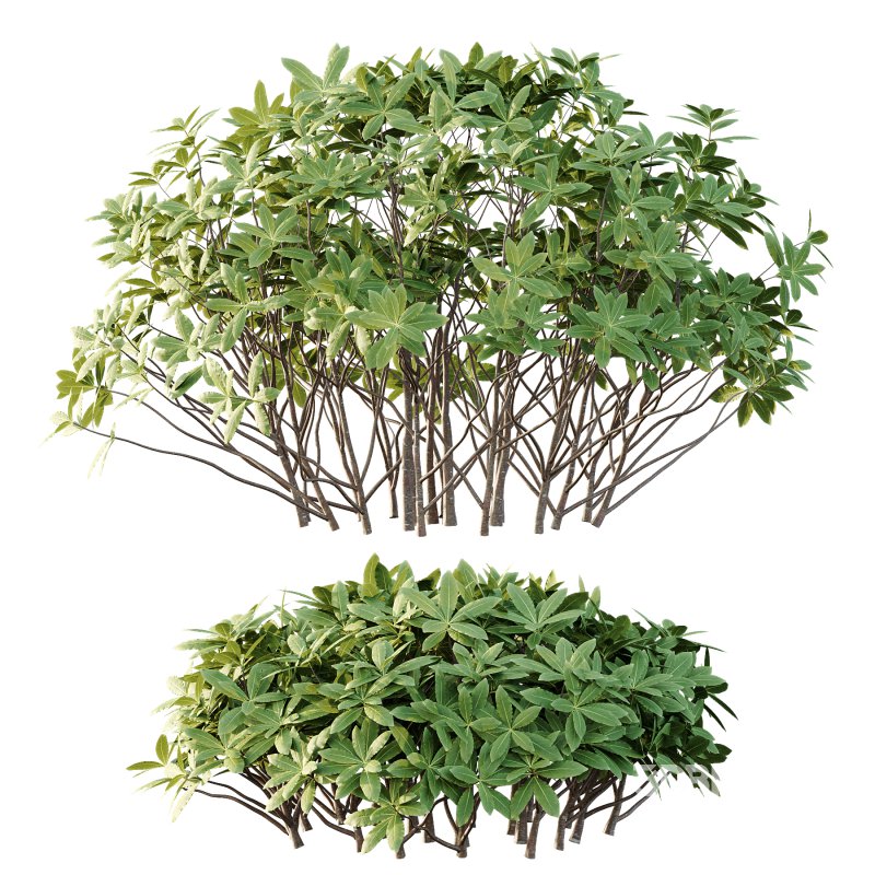 Edgeworthia chrysantha Plant Bush 03 Image 4