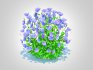 Campanula carpatica – Carpathian Bellflower_Blue - Thumbnail 4