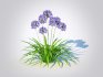Agapanthus Africanus - Thumbnail 5