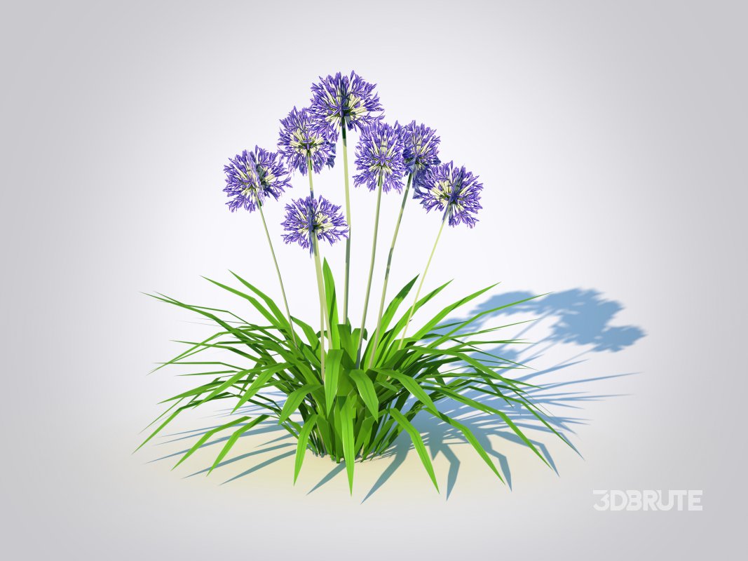 Agapanthus Africanus Image 5