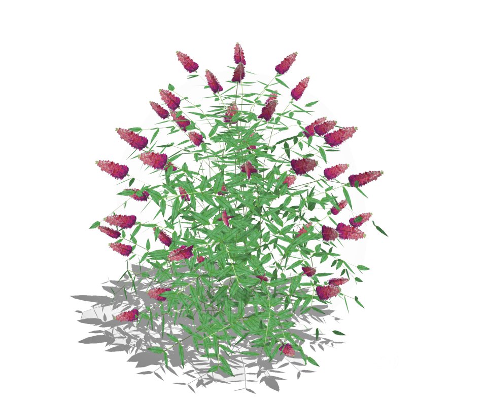 Buddleja Butterfly Bush Pink Image 1