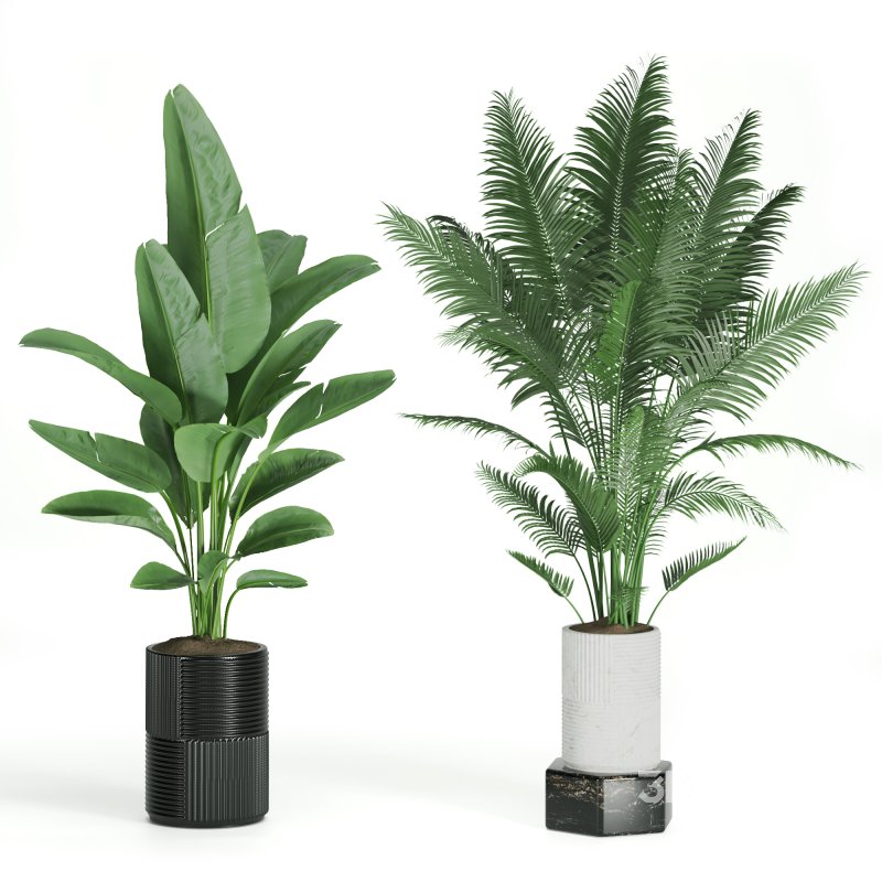 Indoor Plant Tropical Set01 Image 2