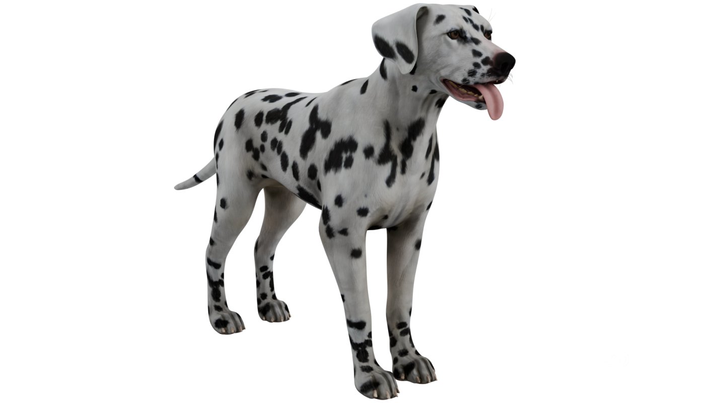 Dalmatian Image 8