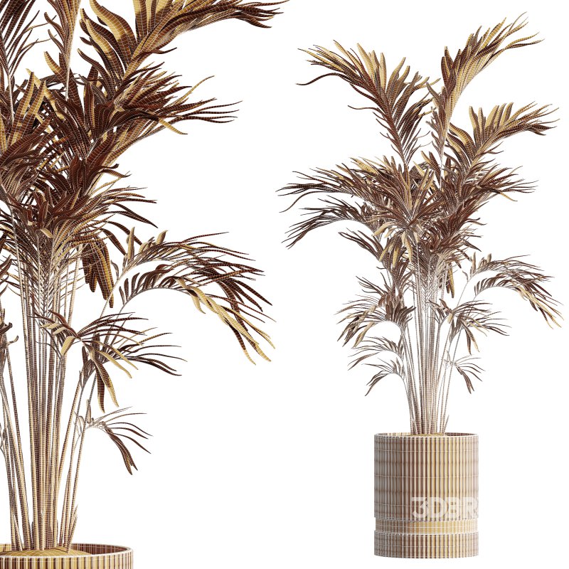 AV HousePlants Areca Majesty Cat Reed Palm Image 3