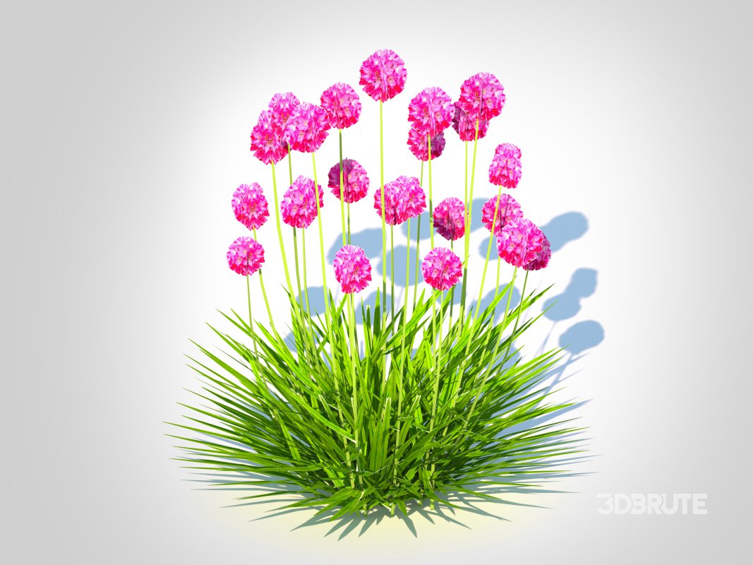 Armeria martima -Gloire de Dusseldorf Image 1