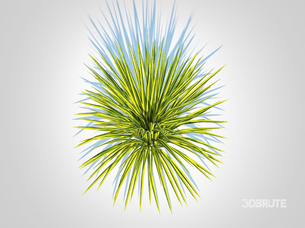 Acorus gramineus Oborozuki – Sweet Flag Image 1