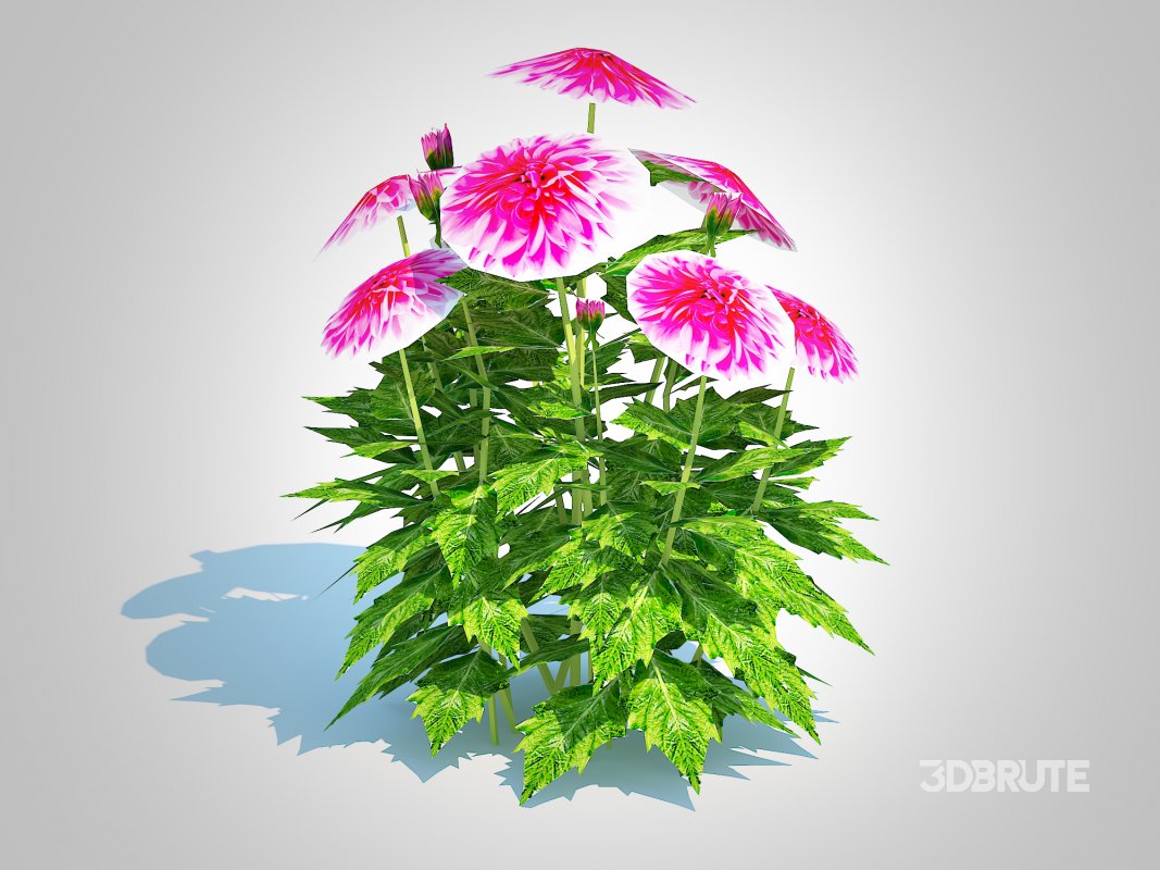 Dahlia Lisa Dark Pink Image 2