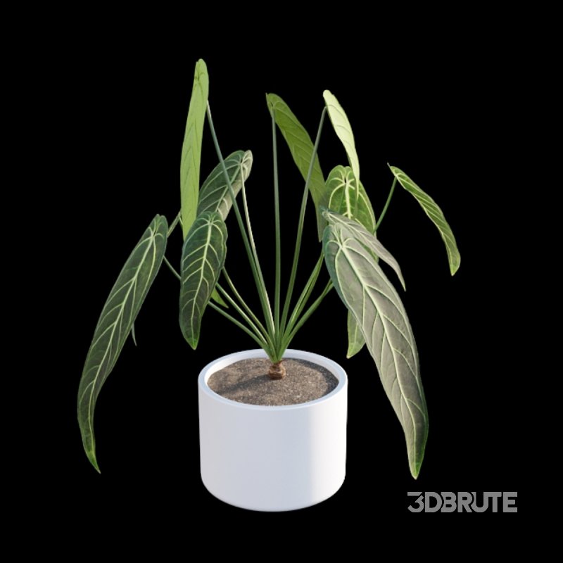 Anthurium warocqueanum Image 2