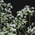 Anthriscus sylvestris – Cow parsley -01 - Thumbnail 3
