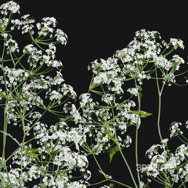 Anthriscus sylvestris – Cow parsley -01 Image 3
