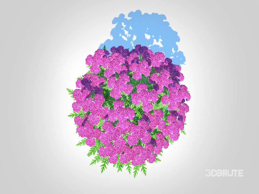 Achillea – yarrow purple Image 5