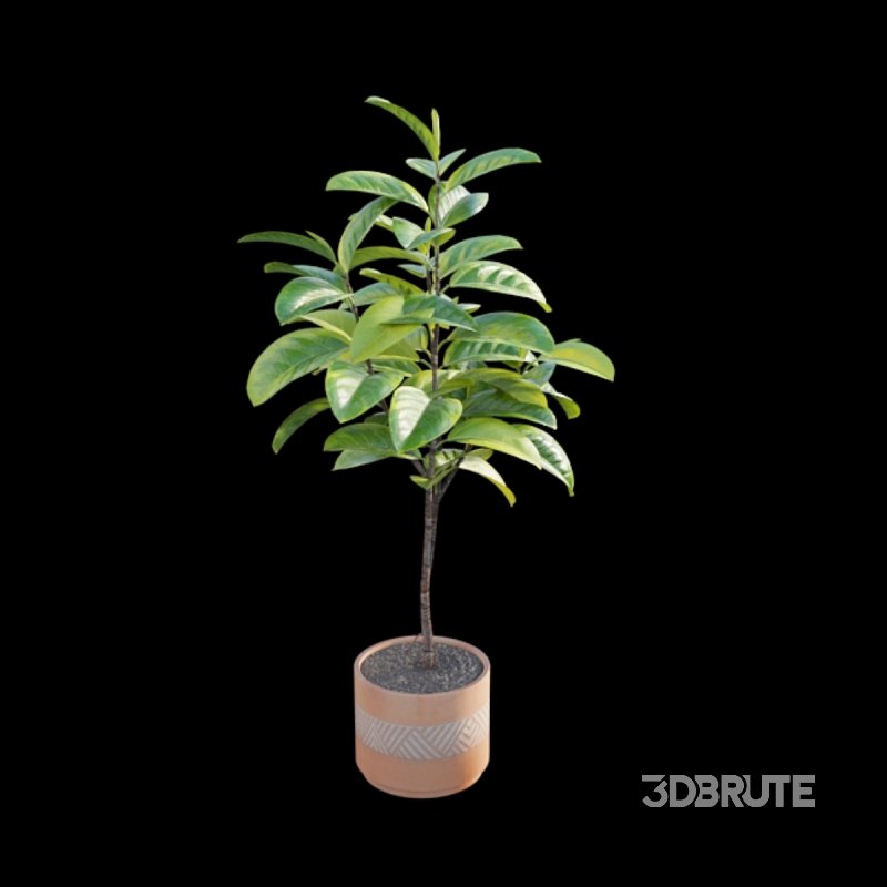 Ficus benghalensis Image 4