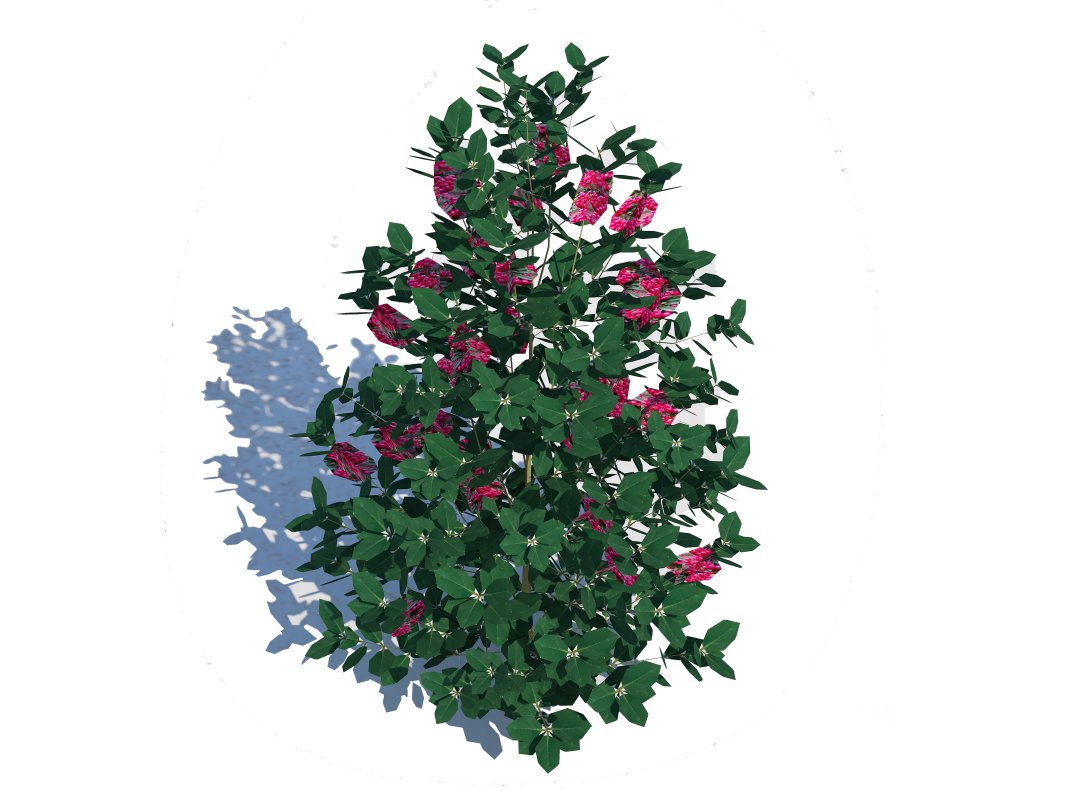 Ilex x meserveae-Blue Hollies Image 1
