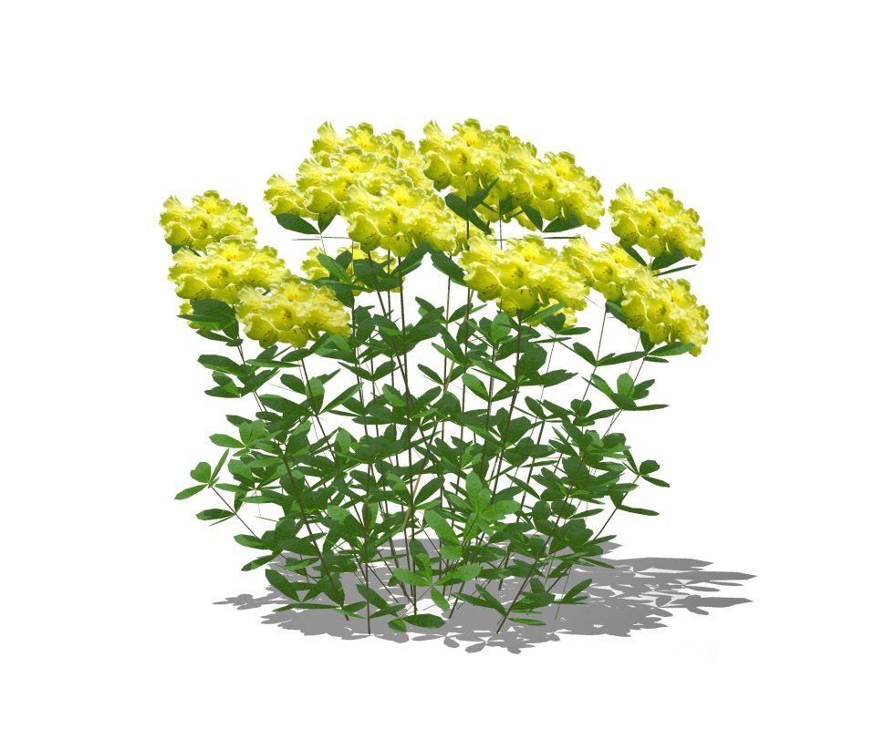 Azalea (Yellow) Image 5